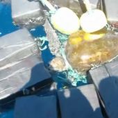 Tortuga marina atrapada entre fardos de cocaína en Florida