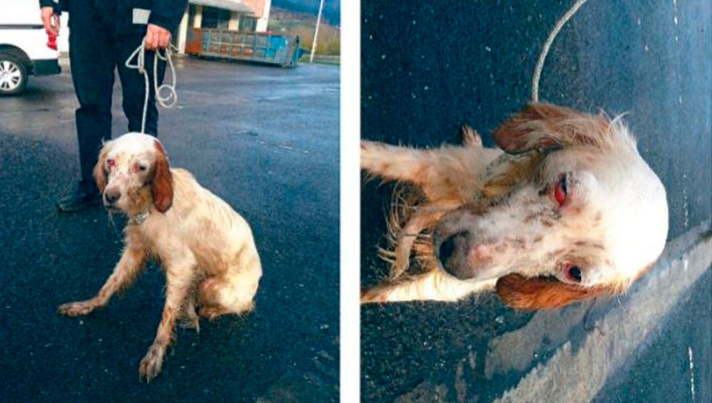 Imagen que muestra el estado del perro rescatado en Zalla, Vizcaya