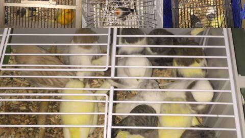 Aves en las jaulas que transportaba el veh&iacute;culo interceptado por la Polic&iacute;a Local de Elche