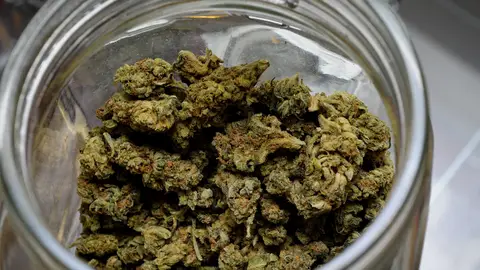 Marihuana La marihuana terapéutica sustituye el consumo de otros opiáceos