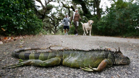 Una iguana muerta tras caer de un &aacute;rbol
