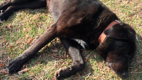Tiz&oacute;n, el perro que finge estar enfermo para que le acaricien