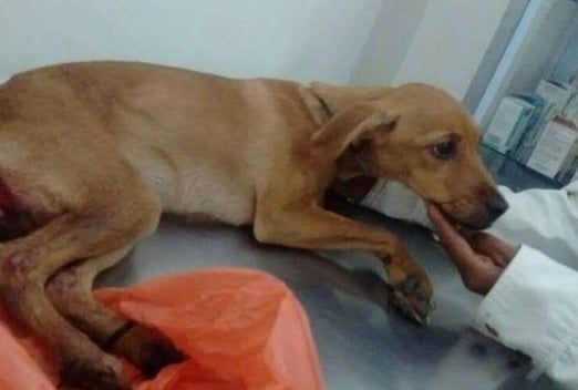 Veterinario de Cabecera 28/09/2021 Veterinario de Cabecera 28/09/2021