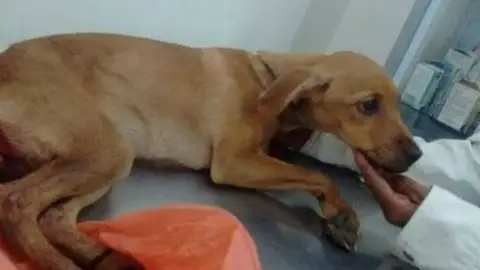 Perrita en veterinario Perrita en veterinario