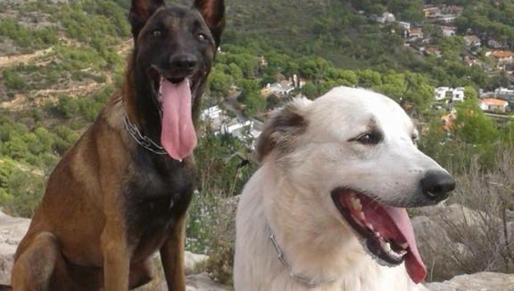 Nilo y Ossa, perros de la  Unidad Canina de Búsqueda y Rescate de Castellón envenenados