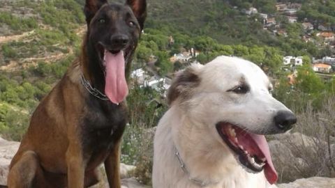Nilo y Ossa, perros de la Unidad Canina de B&uacute;squeda y Rescate de Castell&oacute;n envenenados