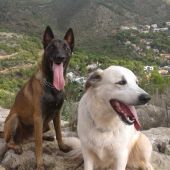 Nilo y Ossa, perros de la Unidad Canina de Búsqueda y Rescate de Castellón envenenados