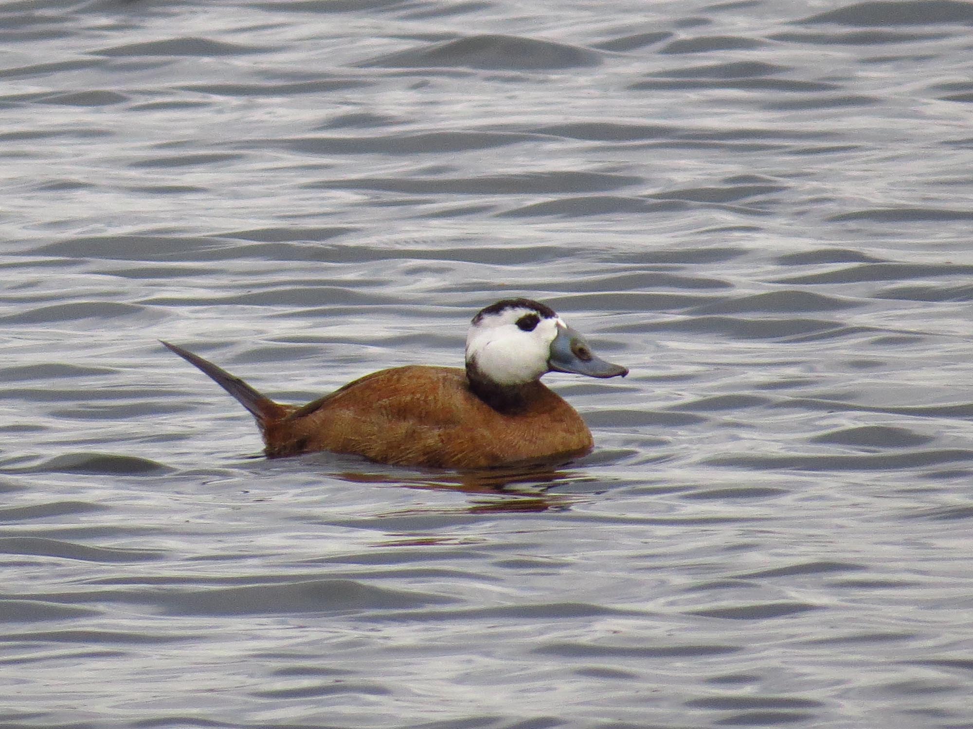 AHSA detecta 54 especies de aves acuáticas en peligro de extinción en las balsas de la EDAR de Santa Pola AHSA detecta 54 especies de aves acuáticas en peligro de extinción en las balsas de la EDAR de Santa Pola