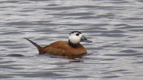 Un ejemplar de Malvas&iacute;a en una de las balsas de la estaci&oacute;n depuradora de Santa Pola