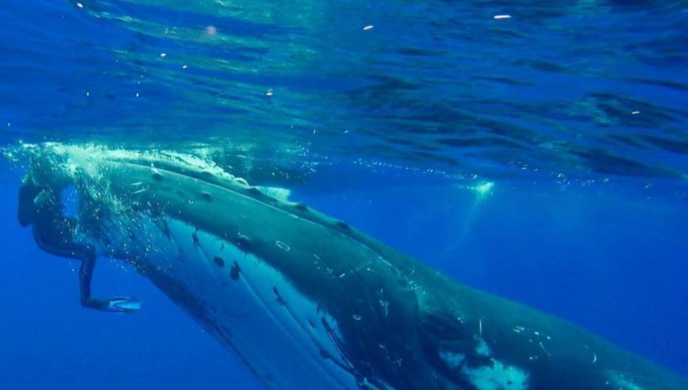 El momento en el que una ballena salva a una buceadora
