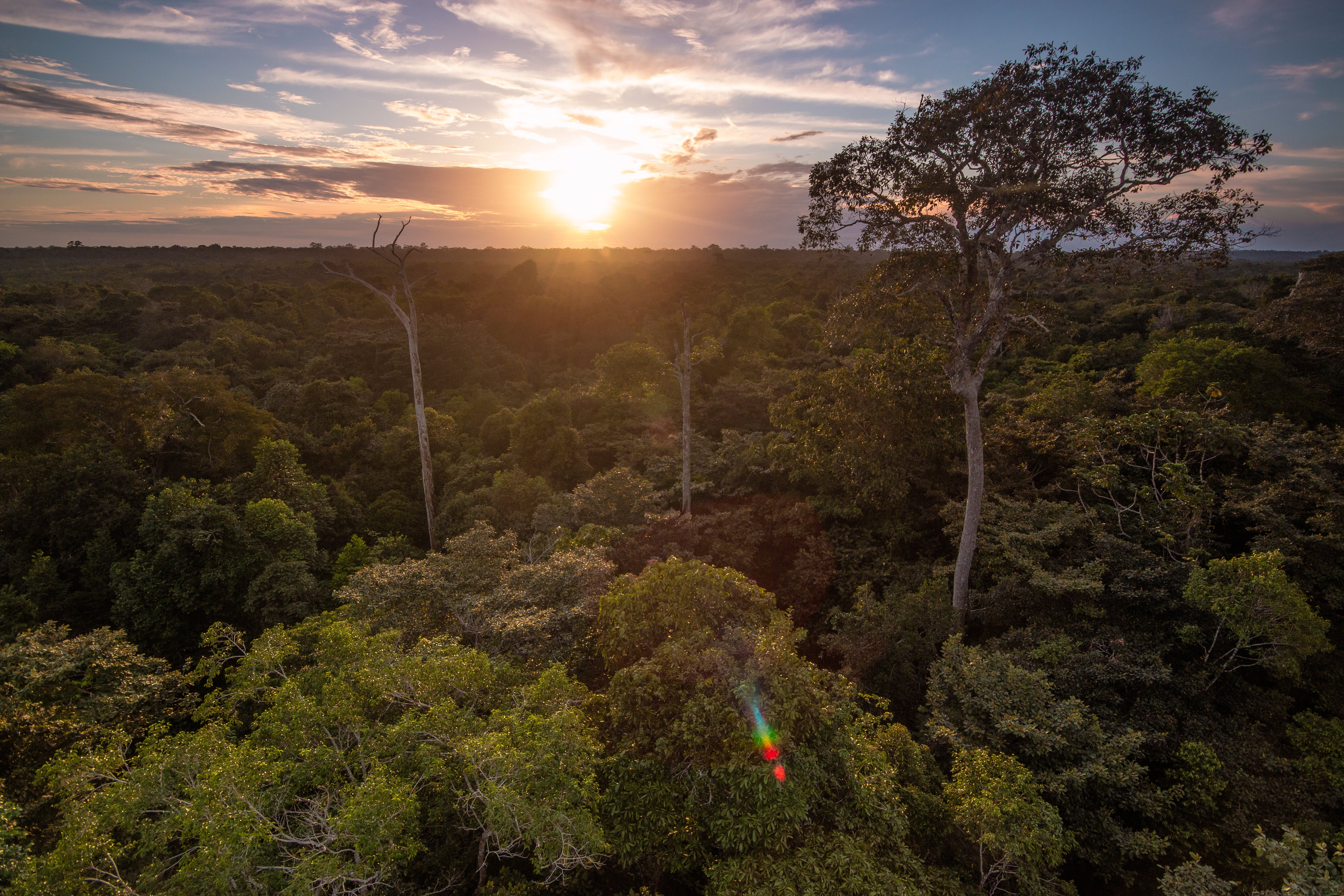 Cien líderes mundiales se comprometen a revertir la deforestación para 2030 Cien líderes mundiales se comprometen a revertir la deforestación para 2030