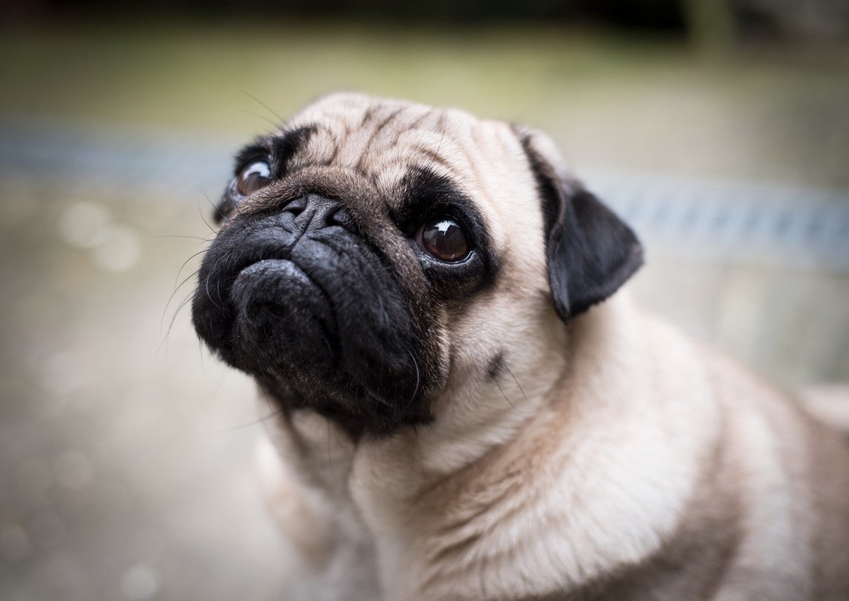 Harley 'el Tuerto', el perro que acompaña a los médico mexicanos y les ayuda a combatir el estrés durante la pandemia Harley 'el Tuerto', el perro que acompaña a los médico mexicanos y les ayuda a combatir el estrés durante la pandemia