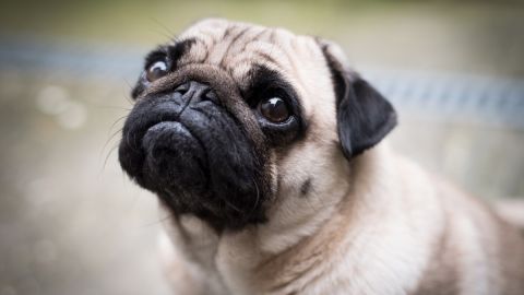 Carlino o Pug 