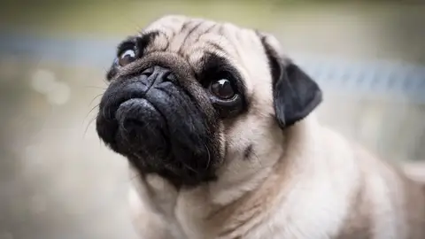 Carlino o Pug Carlino o Pug