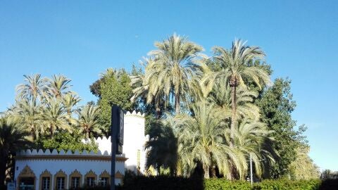 Parque Municipal de Elche en la zona de acceso por la Oficina Municipal de Turismo