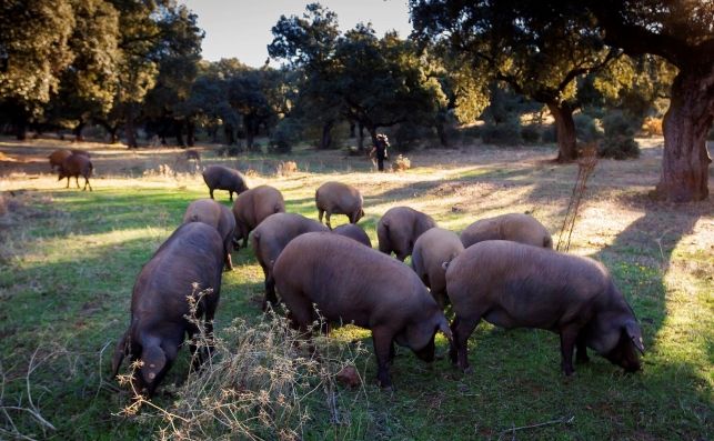 Extremadura lamenta que agricultores y ganaderos sean los "paganinis" de las "tensiones comerciales" entre Europa y China Extremadura lamenta que agricultores y ganaderos sean los "paganinis" de las "tensiones comerciales" entre Europa y China