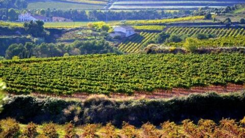 vi&ntilde;edos_643x397