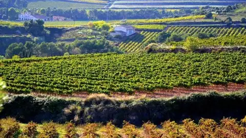 Unos viñedos viñedos_643x397