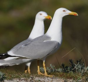 Los excrementos de gaviota alteran el ciclo de nutrientes del planeta Los excrementos de gaviota alteran el ciclo de nutrientes del planeta