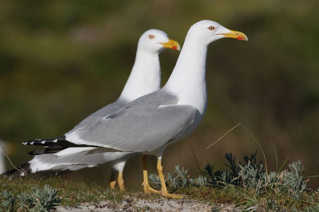 Más de Uno Ceuta 3/07/23 Más de Uno Ceuta 3/07/23