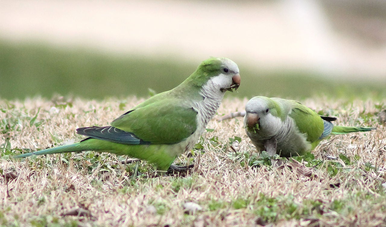 Más de uno Alcalá 25/01/2022 Más de uno Alcalá 25/01/2022