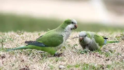 Cotorras argentinas Cotorras argentinas