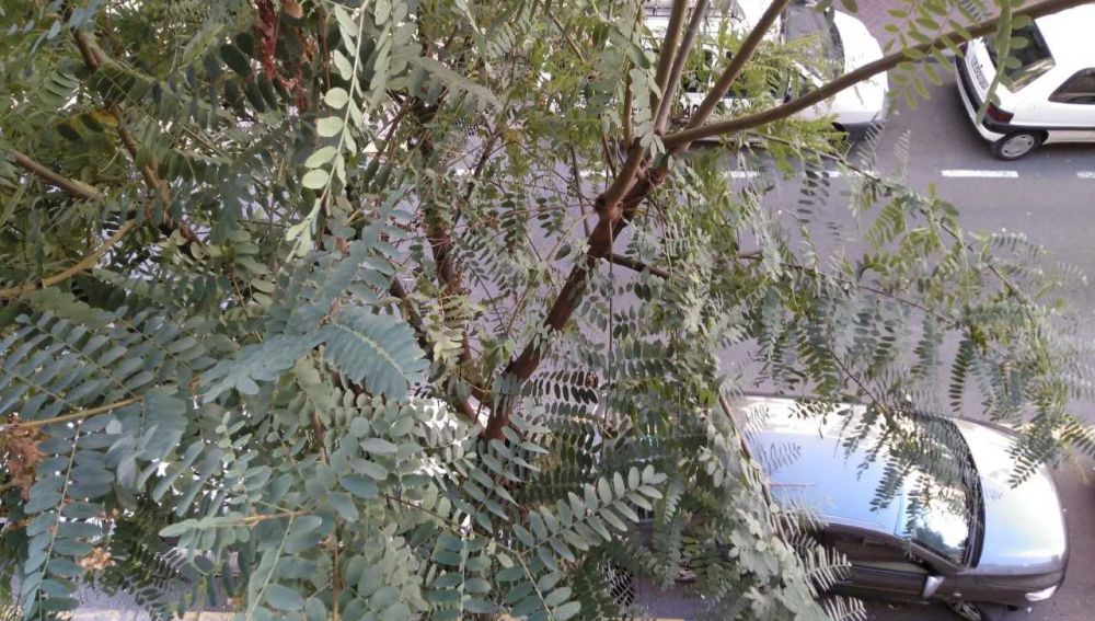 Las ramas de los árboles llegan a balcones de pisos de hasta terceras alturas