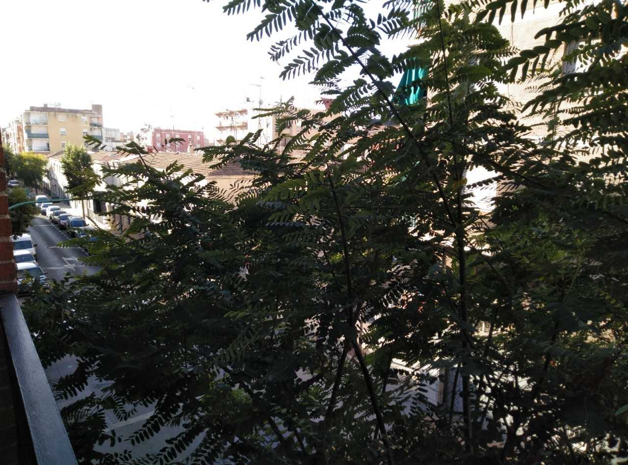 Cs Elche critica la falta de poda en la zona del Camino de Los Magros Cs Elche critica la falta de poda en la zona del Camino de Los Magros