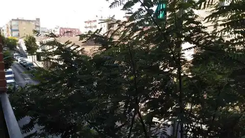Árbol en el Camino de los Magros de Elche Árbol en el Camino de los Magros de Elche