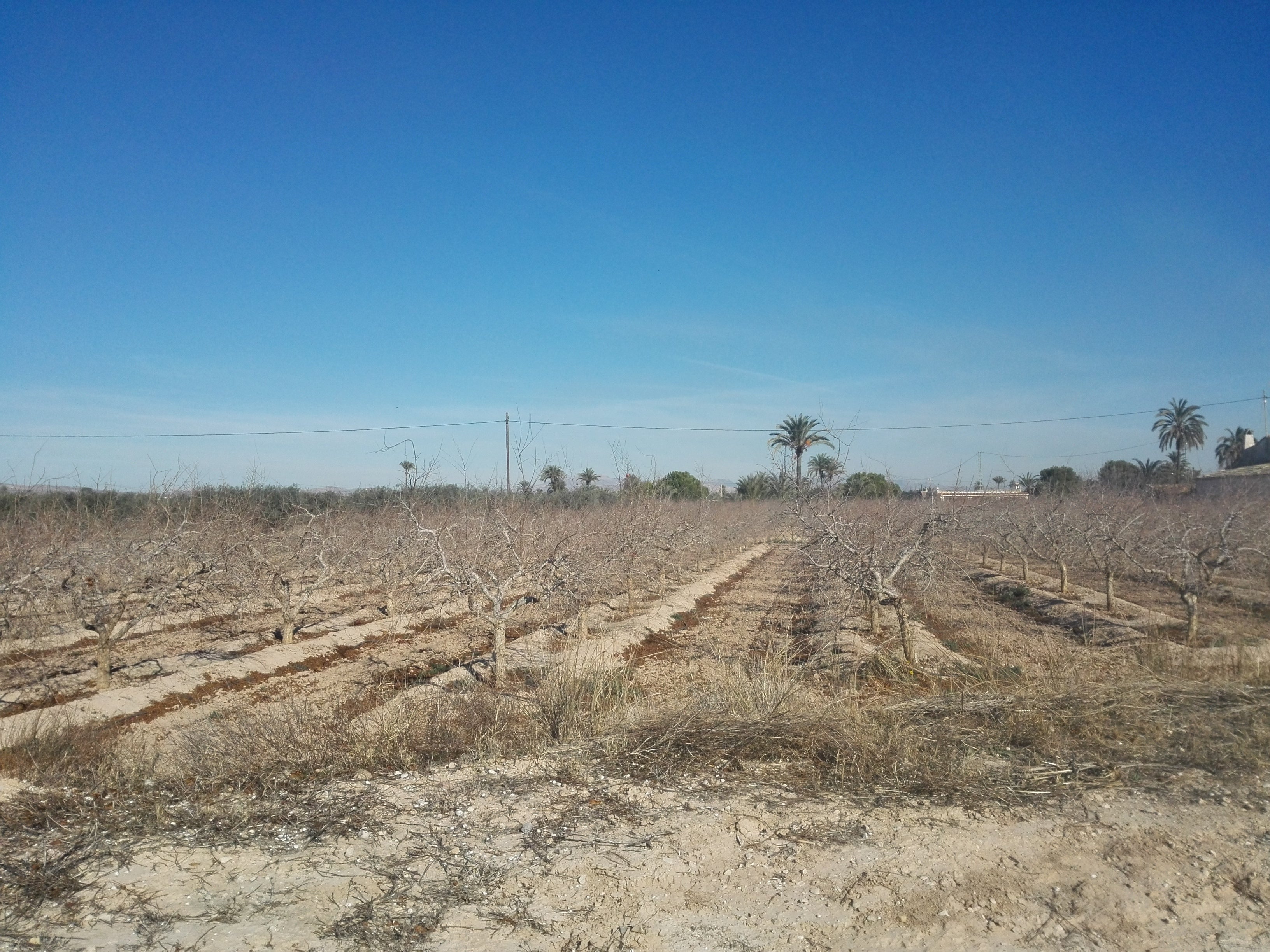 La calidad de 14 millones de kilos de hortalizas del Camp d’Elx depende de la llegada de agua La calidad de 14 millones de kilos de hortalizas del Camp d’Elx depende de la llegada de agua