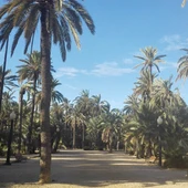 Huerto de Palmeras de Elche. Huerto de Palmeras de Elche.