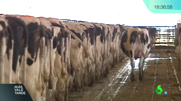 La Junta de Extremadura defiende tramitación de 18 plantas de biogás La Junta de Extremadura defiende tramitación de 18 plantas de biogás