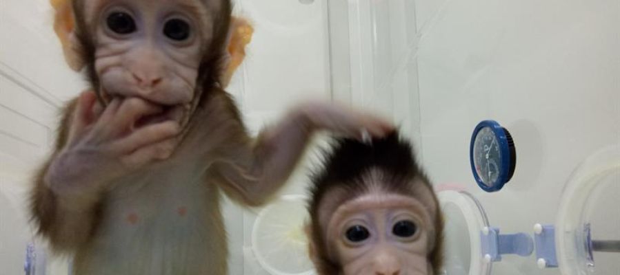 Zhong Zhong y Hua Hua, los dos monos clonados Zhong Zhong y Hua Hua, los dos monos clonados