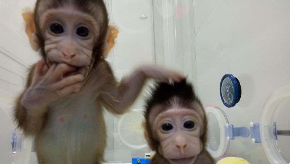 Zhong Zhong y Hua Hua, los dos monos clonados