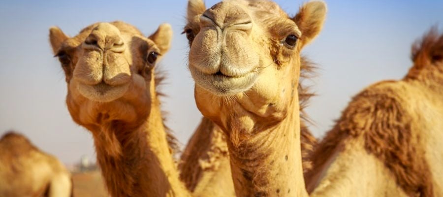 Camellos Camellos
