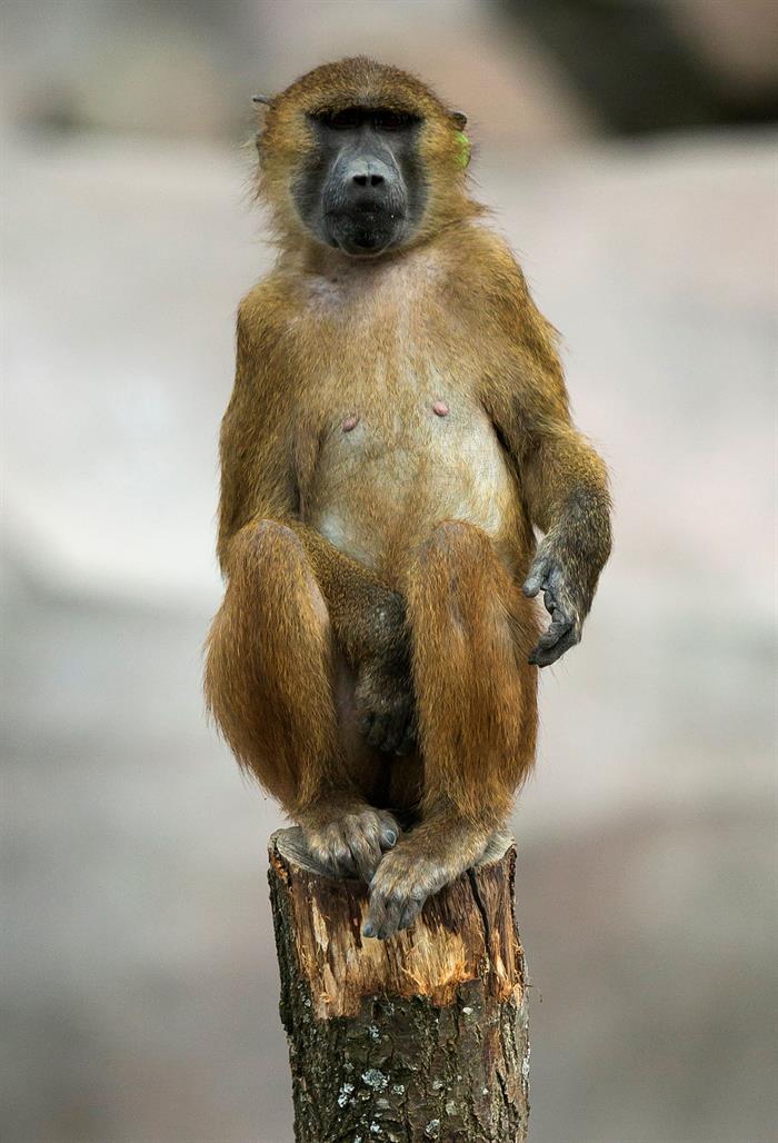 Cincuenta monos se escapan de sus jaulas y obligan a evacuar el zoo de París Cincuenta monos se escapan de sus jaulas y obligan a evacuar el zoo de París