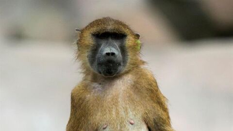 Un babu&iacute;no en un zoo de Par&iacute;s