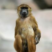 Un babuíno en un zoo de París