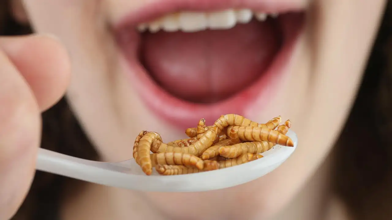 Comer insectos es saludable Comer insectos es saludable