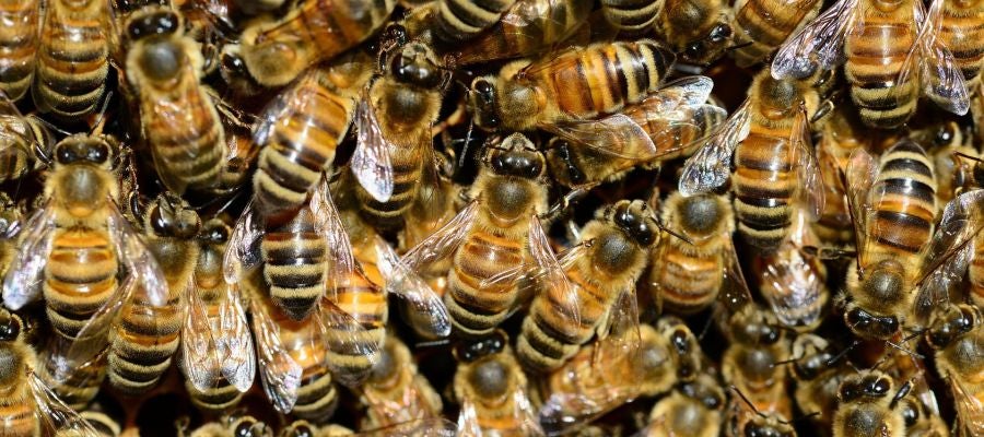 Las abejas de la miel compiten con las salvajes por el mismo habitat Las abejas de la miel compiten con las salvajes por el mismo habitat