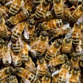 Las abejas de la miel compiten con las salvajes por el mismo habitat