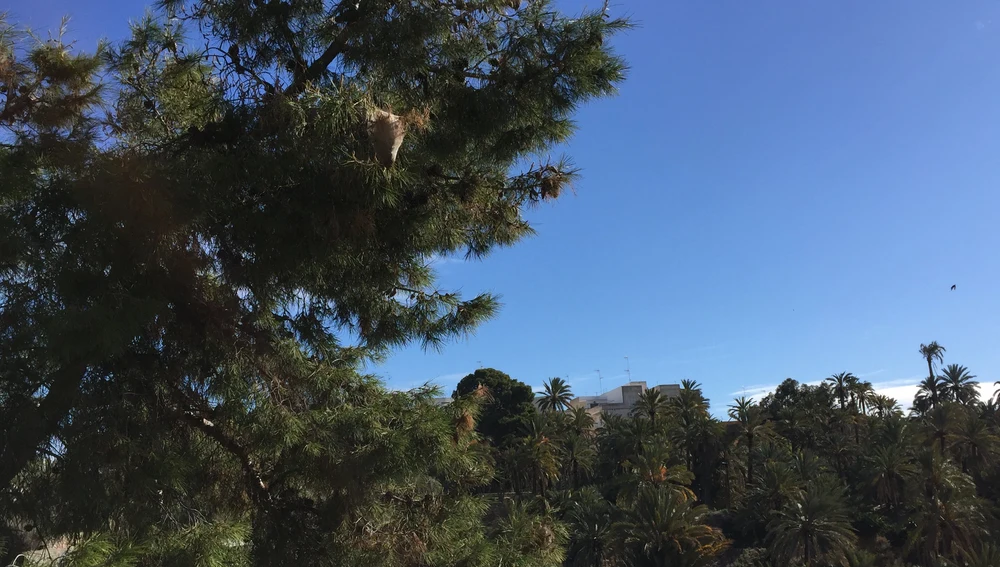 Uno de los bolsones de procesionaria que presenta un pino en la ladera del río Vinalopó a su paso por el centro de Elche Uno de los bolsones de procesionaria que presenta un pino en la ladera del río Vinalopó a su paso por el centro de Elche