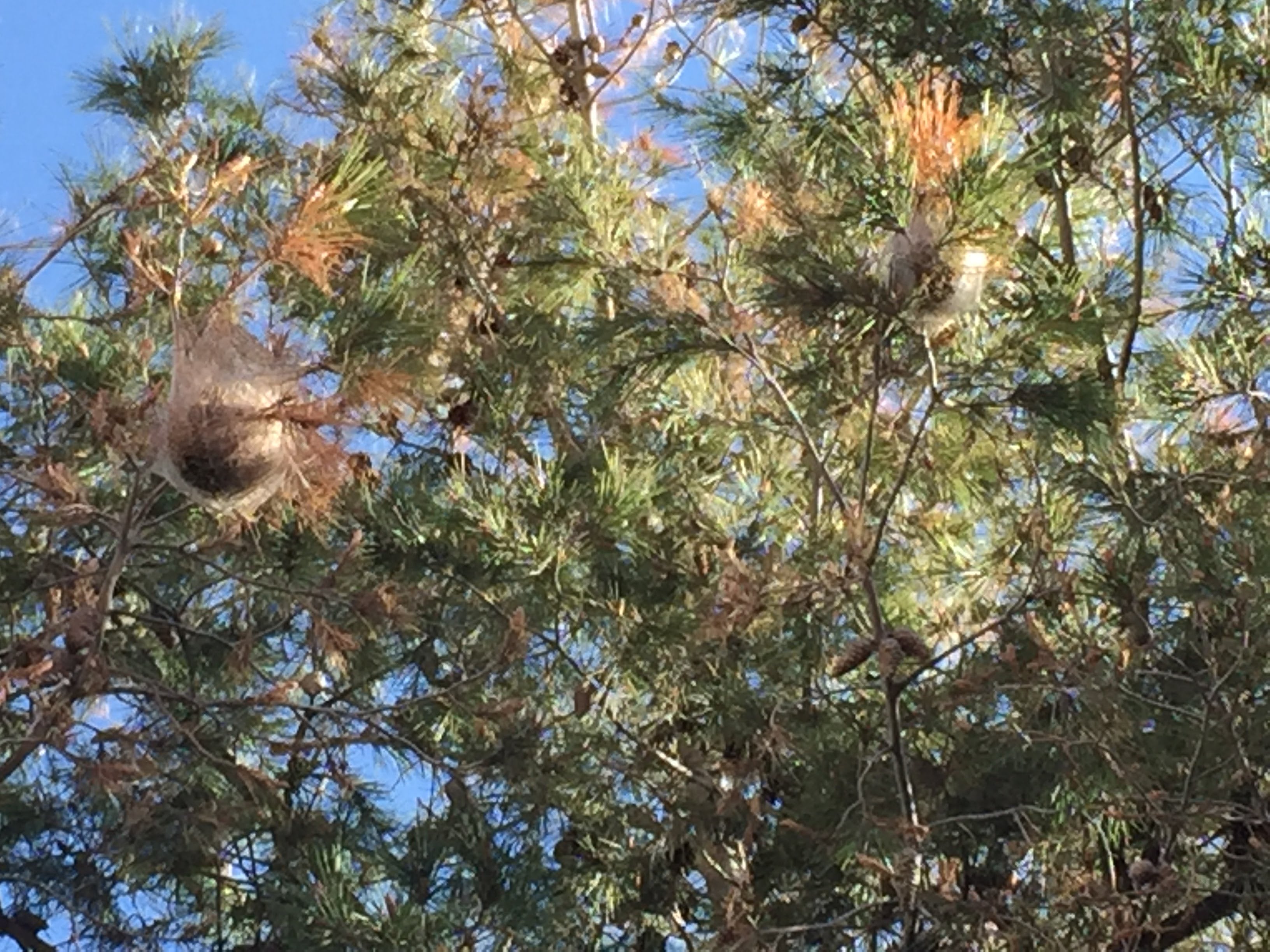 Ilicitanos por Elche denuncia la aparición de bolsones de procesionaria en la ladera del río y exige su eliminación Ilicitanos por Elche denuncia la aparición de bolsones de procesionaria en la ladera del río y exige su eliminación