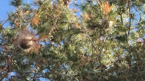 Bolsones de procesionaria en un pino de la ladera del río Vinalopó en Elche Bolsones de procesionaria en un pino de la ladera del río Vinalopó en Elche