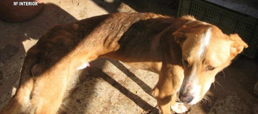 Uno de los perros rescatados por la Guardia Civil Uno de los perros rescatados por la Guardia Civil