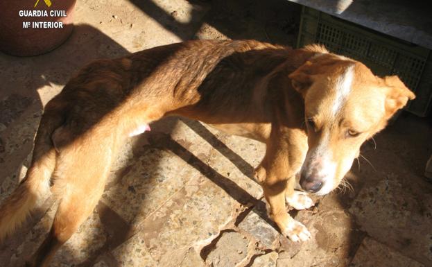 Investigado por dejar morir de hambre a su perro y alimentar a otros tres con su cadáver Investigado por dejar morir de hambre a su perro y alimentar a otros tres con su cadáver