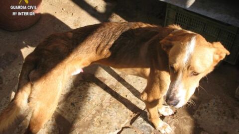 Uno de los perros rescatados por la Guardia Civil