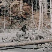Supuesta imagen capturada del BigFoot Supuesta imagen capturada del BigFoot