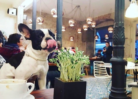 ¿Debería permitirse la entrada de perros en los restaurantes? ¿Debería permitirse la entrada de perros en los restaurantes?