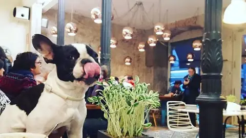 Un perro en un restaurante Un perro en un restaurante
